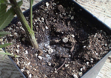 Mycorrhizae fungi injected into the soil